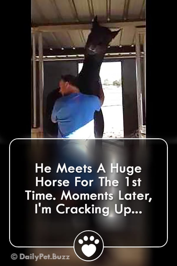 He Meets A Huge Horse For The 1st Time. Moments Later, I\'m Cracking Up...