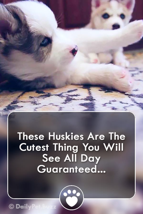 These Huskies Are The Cutest Thing You Will See All Day Guaranteed...