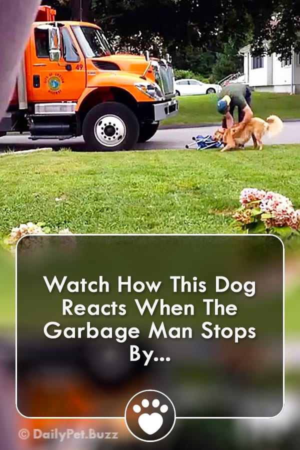 Watch How This Dog Reacts When The Garbage Man Stops By...