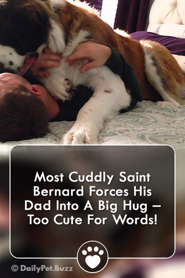 Most Cuddly Saint Bernard Forces His Dad Into A Big Hug – Too Cute For Words!