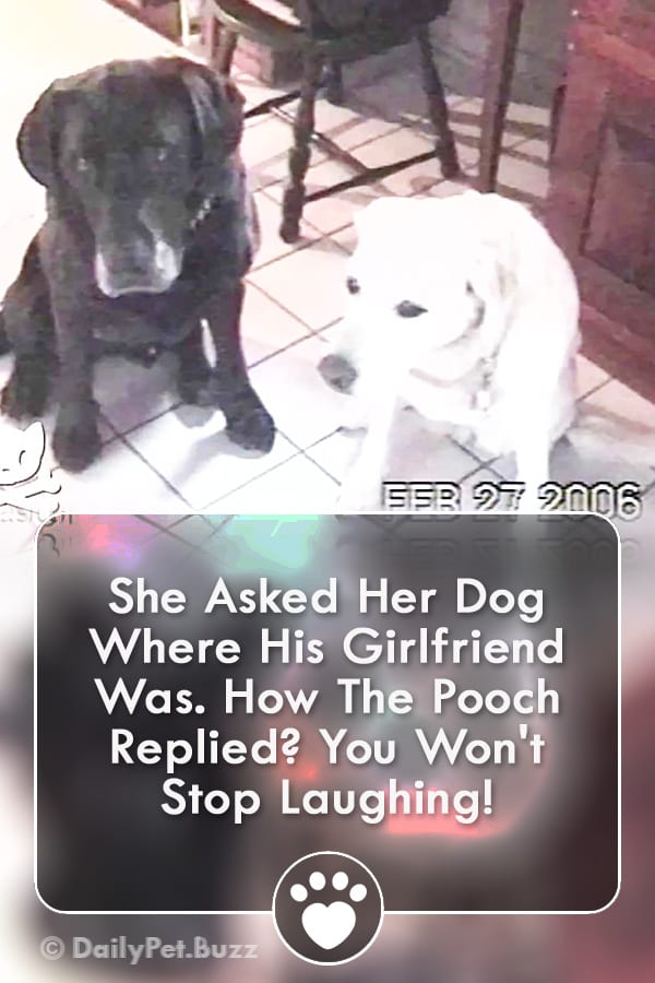She Asked Her Dog Where His Girlfriend Was. How The Pooch Replied? You Won\'t Stop Laughing!
