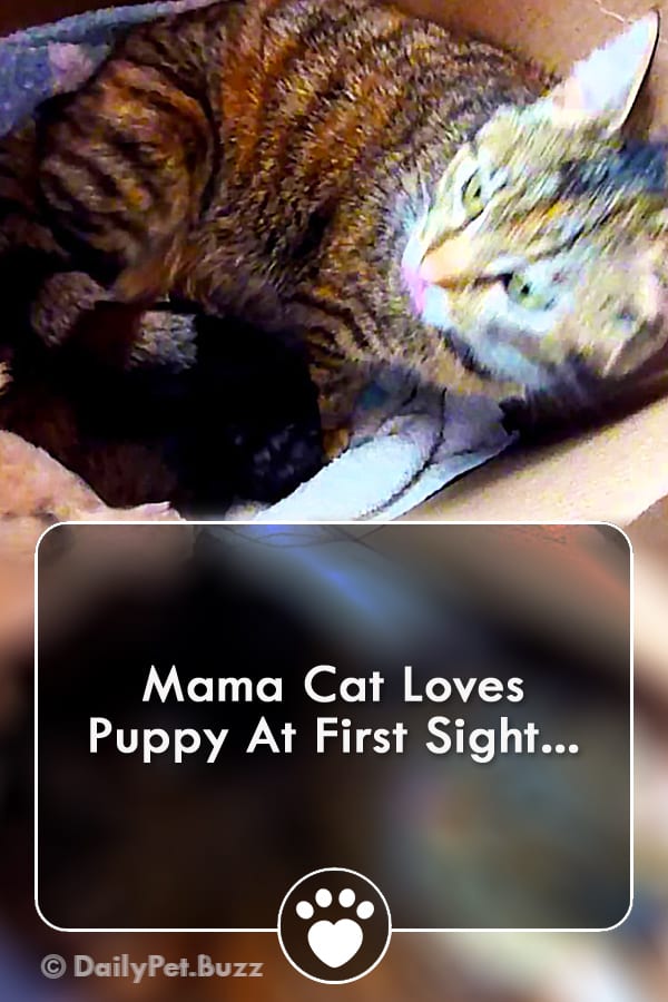 Mama Cat Loves Puppy At First Sight...