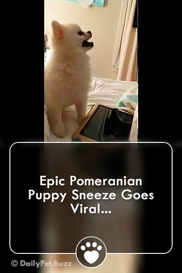 Epic Pomeranian Puppy Sneeze Goes Viral...