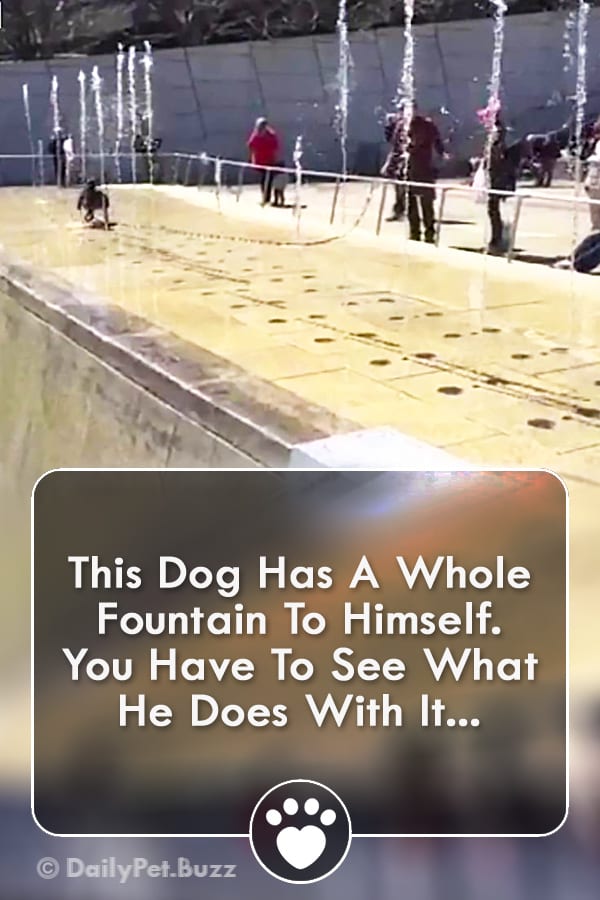 This Dog Has A Whole Fountain To Himself. You Have To See What He Does With It...