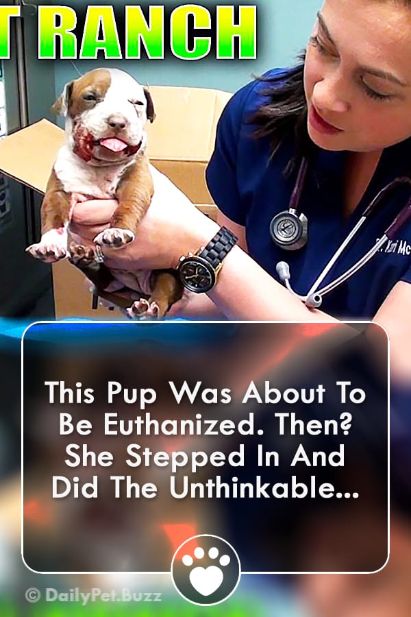 This Pup Was About To Be Euthanized. Then? She Stepped In And Did The Unthinkable...