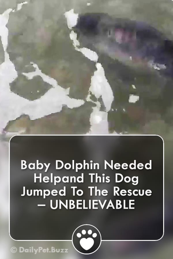 Baby Dolphin Needed Helpand This Dog Jumped To The Rescue – UNBELIEVABLE