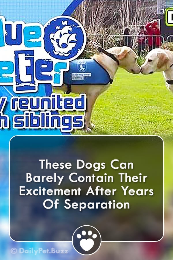 These Dogs Can Barely Contain Their Excitement After Years Of Separation