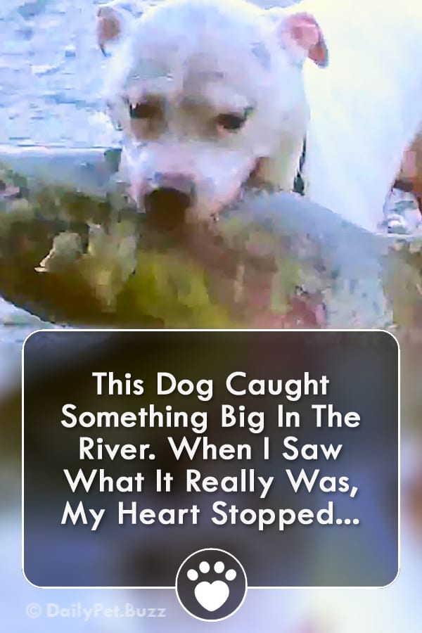 This Dog Caught Something Big In The River. When I Saw What It Really Was, My Heart Stopped...