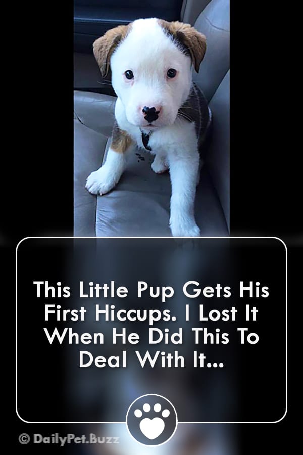 This Little Pup Gets His First Hiccups. I Lost It When He Did This To Deal With It...