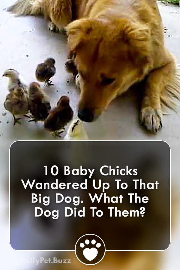 10 Baby Chicks Wandered Up To That Big Dog. What The Dog Did To Them?