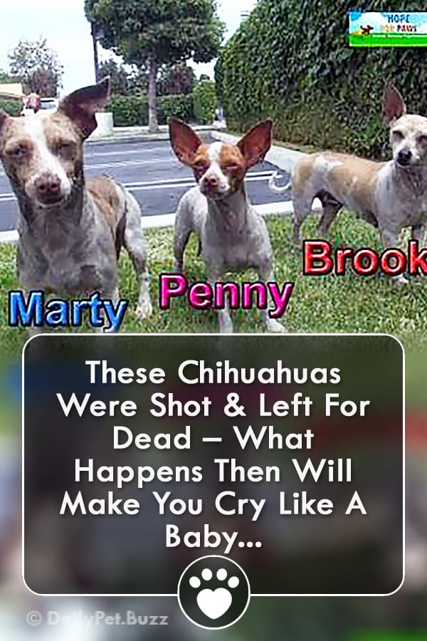 These Chihuahuas Were Shot & Left For Dead – What Happens Then Will Make You Cry Like A Baby...