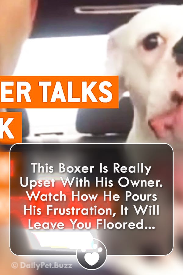 This Boxer Is Really Upset With His Owner. Watch How He Pours His Frustration, It Will Leave You Floored!