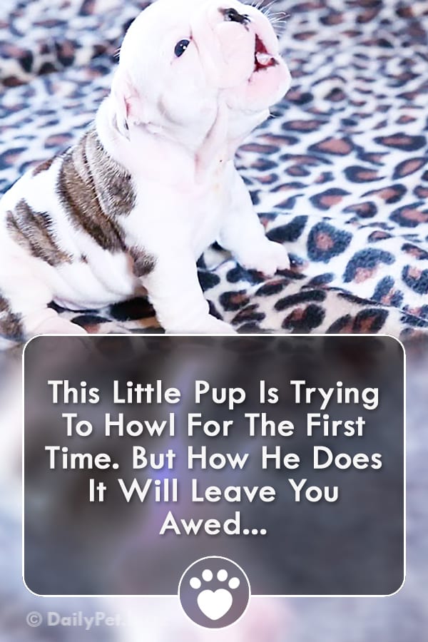 This Little Pup Is Trying To Howl For The First Time. But How He Does It Will Leave You Awed...