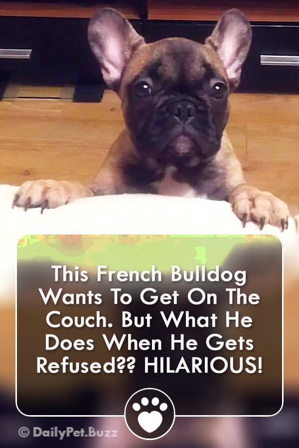 This French Bulldog Wants To Get On The Couch. But What He Does When He Gets Refused?? HILARIOUS!