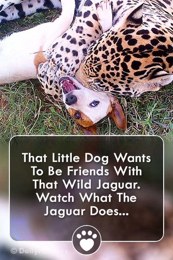 That Little Dog Wants To Be Friends With That Wild Jaguar. Watch What The Jaguar Does...