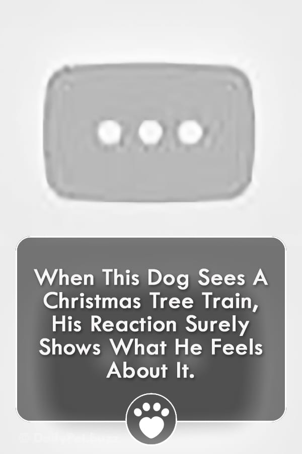 When This Dog Sees A Christmas Tree Train, His Reaction Surely Shows What He Feels About It.