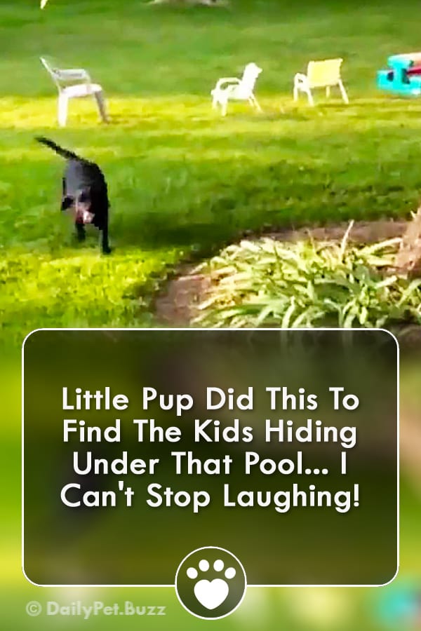 Little Pup Did This To Find The Kids Hiding Under That Pool... I Can\'t Stop Laughing!