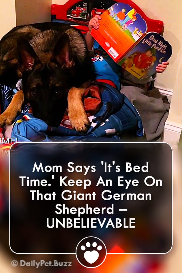 Mom Says \'It\'s Bed Time.\' Keep An Eye On That Giant German Shepherd – UNBELIEVABLE
