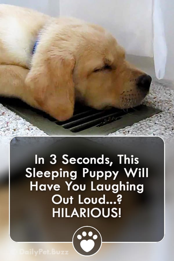 In 3 Seconds, This Sleeping Puppy Will Have You Laughing Out Loud? HILARIOUS!