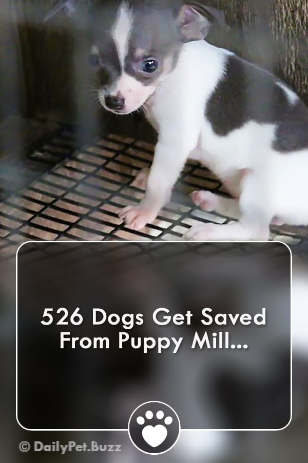 526 Dogs Get Saved From Puppy Mill...