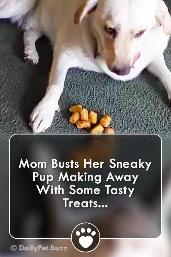 Mom Busts Her Sneaky Pup Making Away With Some Tasty Treats...