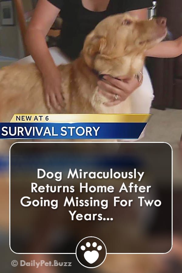 Dog Miraculously Returns Home After Going Missing For Two Years...