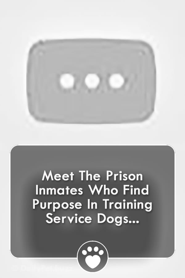 Meet The Prison Inmates Who Find Purpose In Training Service Dogs...