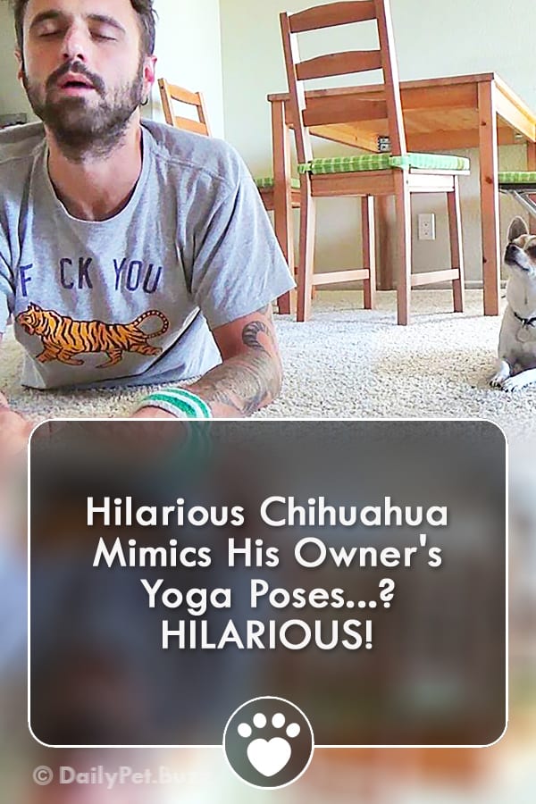 Hilarious Chihuahua Mimics His Owner\'s Yoga Poses? HILARIOUS!