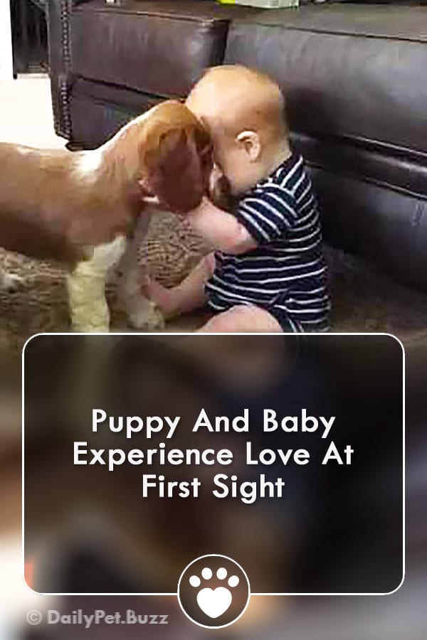 Puppy And Baby Experience Love At First Sight