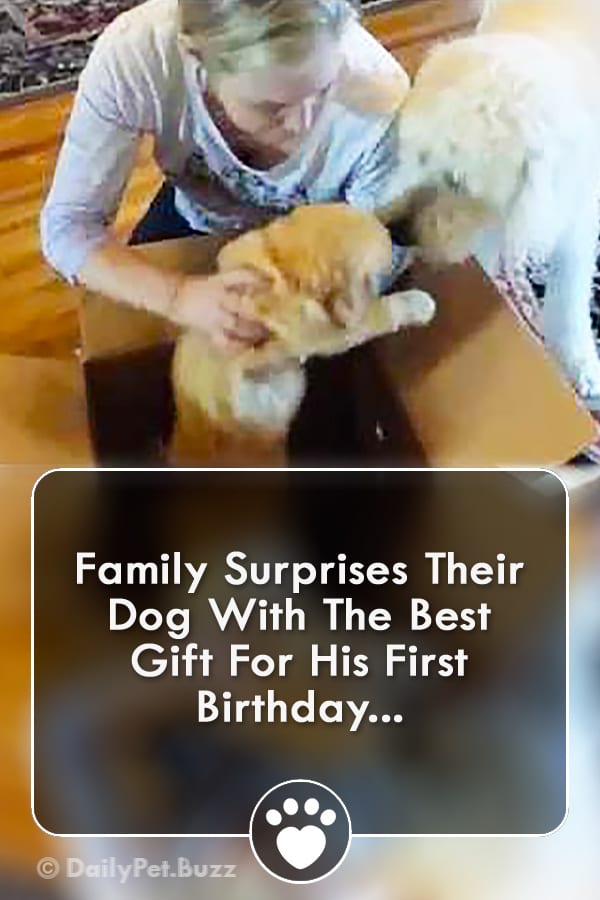 Family Surprises Their Dog With The Best Gift For His First Birthday...
